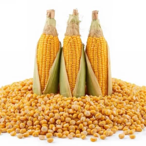 Dry maize grain premium quality maize exporter from India for wholesale and export