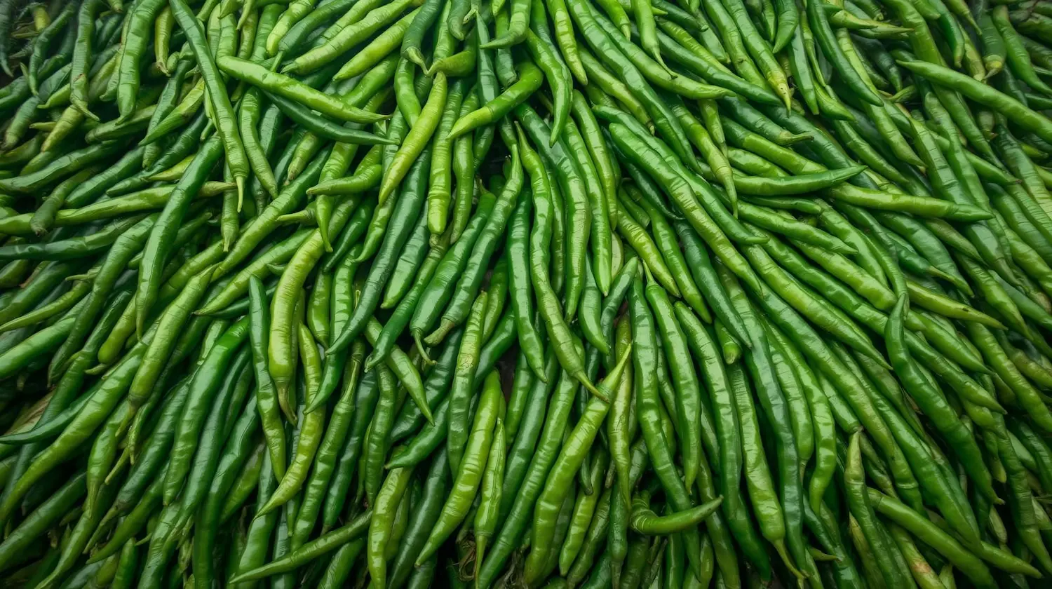 Fresh green chilli premium quality green chilli exporter from India for wholesale and export